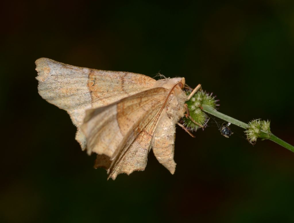 Geometridae:  Selenia sp.?  S, Selenia lunularia